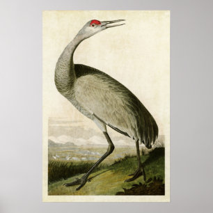 Poster Plaque 261   Grue blanche   Oiseaux d'Amérique