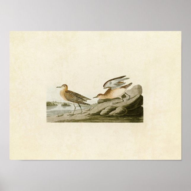 Poster Plaque 265 | Bécasseau à poils (Devant)