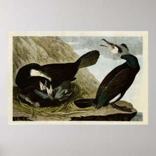 Poster Plaque 266 Cormorant commun Oiseaux d'Amérique