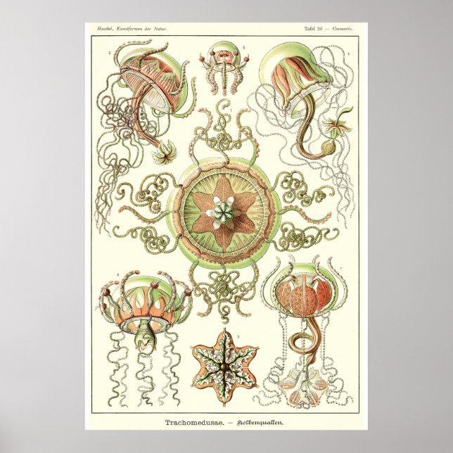 Poster Plaque 26 Trachomédusae (Devant)