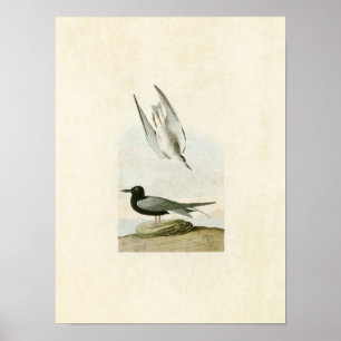 Poster Plaque 280   Terne noire   Oiseaux d'Amérique
