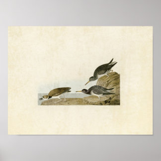 Poster Plaque 284 | Bécasseau pourpre | Oiseaux d'Amériqu