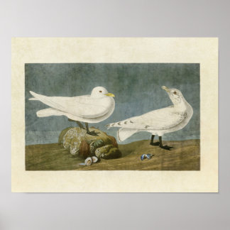 Poster Plaque 287 | Goéland ivoire | Oiseaux d'Amérique