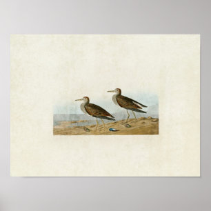 Poster Plaque 294 Sandpiper Pectoral Oiseaux d'Amériq
