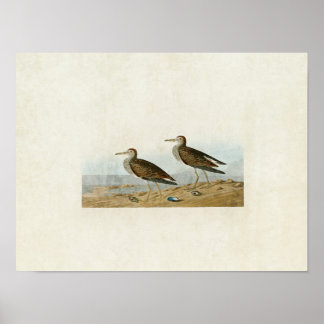 Poster Plaque 294 | Sandpiper Pectoral | Oiseaux d'Amériq