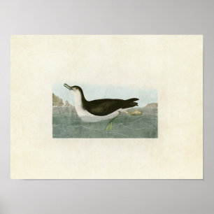 Poster Plaque 295 Manx Shearwater Oiseaux d'Amérique