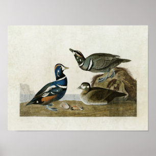 Poster Plaque 297 Arlequin plongeur Oiseaux d'Amériqu