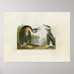 Poster Plaque 298 Grebe à cou rouge Oiseaux d'Amériqu