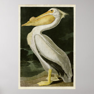 Poster Plaque 311   American White Pélican