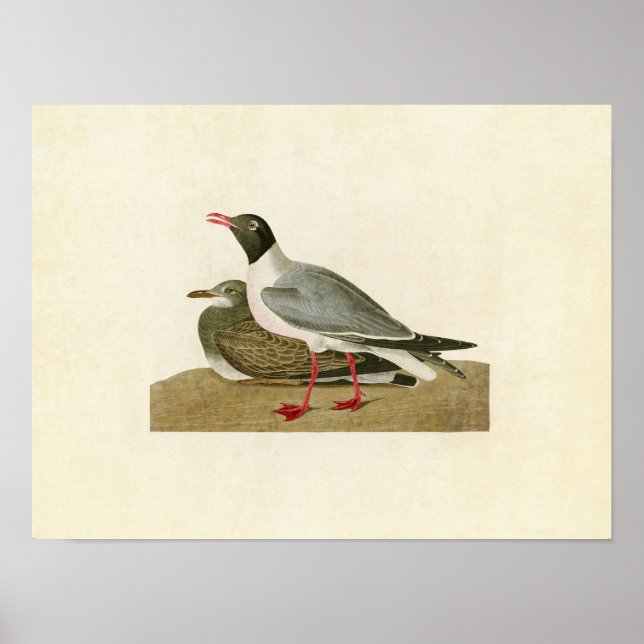 Poster Plaque 314 | Goéland à tête noire | Oiseaux d'Amér (Devant)