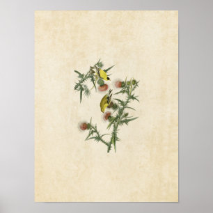 Poster Plaque 33 American Goldfinch Oiseaux d'Amériqu