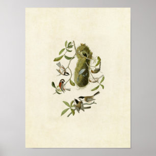 Poster Plaque 353   Souris à dos de châtaignes