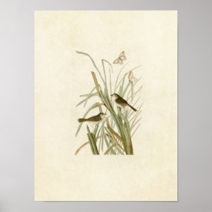 Poster Plaque 355   Finch de MacGillivray