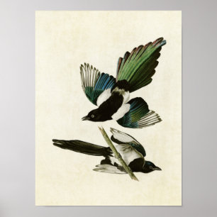 Poster Plaque 357 American Magpie Oiseaux d'Amérique