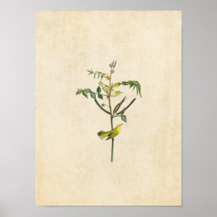 Poster Plaque 35   Paruline pour enfants   Oiseaux d'Amér