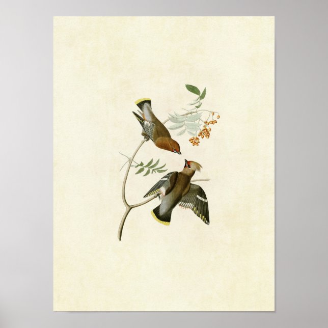 Poster Plaque 363 | Bohemian Chatterer | Oiseaux d'Amériq (Devant)