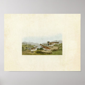 Poster Plaque 365 | Longspur de la Laponie | Oiseaux d'Am