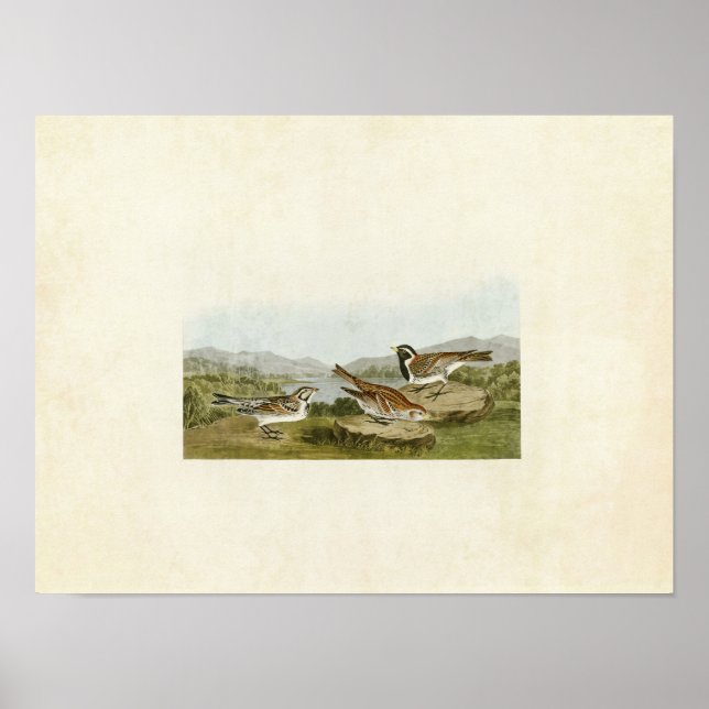 Poster Plaque 365 | Longspur de la Laponie | Oiseaux d'Am (Devant)