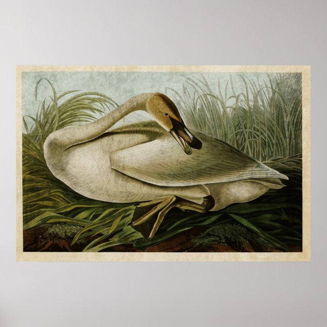 Poster Plaque 376 | Cygne trompette | Oiseaux d'Amérique (Devant)