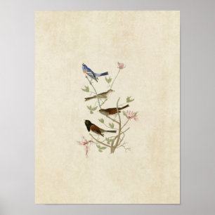 Poster Plaque 398 Lazuli Finch & Oregon Snow Finch