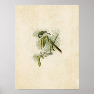 Poster Plaque 39 | Crested Titmouse | Oiseaux d'Amérique