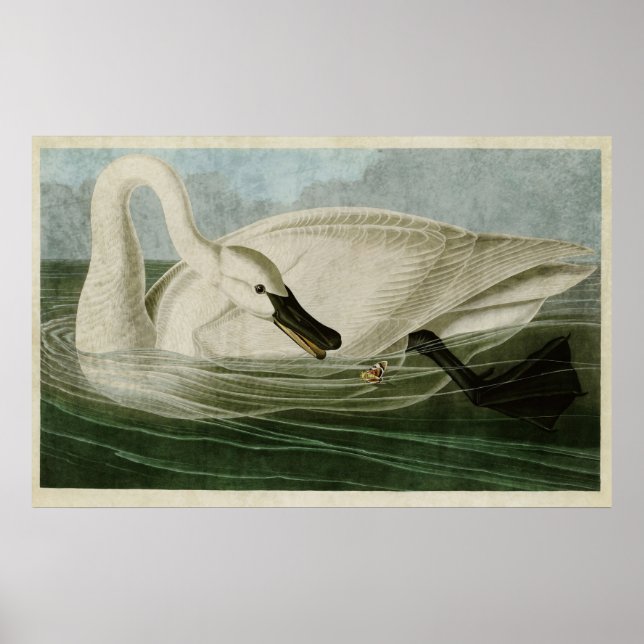 Poster Plaque 406 | Cygne trompette | Oiseaux d'Amérique (Devant)