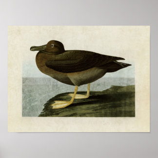 Poster Plaque 407 | Albatros cendrés | Oiseaux d'Amérique