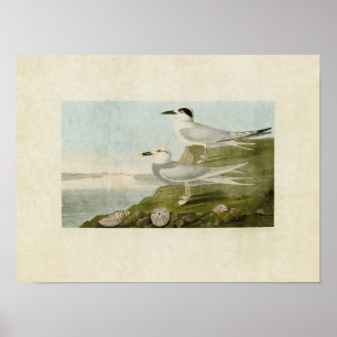 Poster Plaque 409   Tern de Havell et Tern de Trudeau
