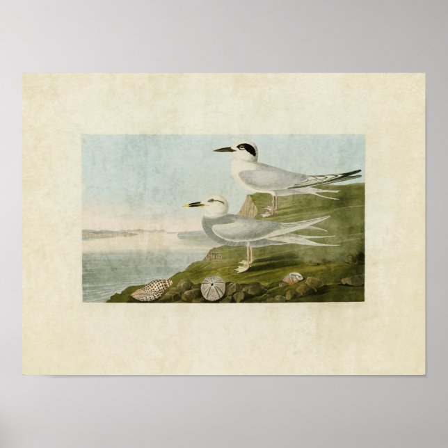 Poster Plaque 409 | Tern de Havell et Tern de Trudeau (Devant)