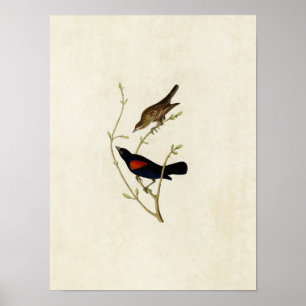 Poster Plaque 420 Prairie Starling Oiseaux d'Amérique