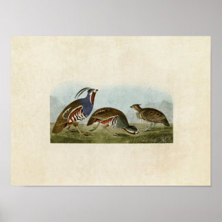 Poster Plaque 423 | Partridges en peluche et en jambe épa