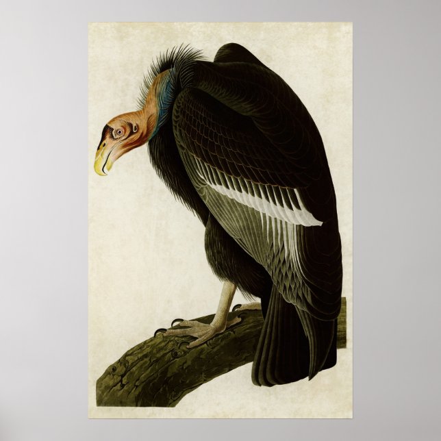 Poster Plaque 426 | Vautour californien | Oiseaux d'Améri (Devant)
