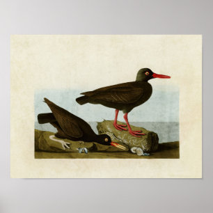 Poster Plaque 427   Oystercatchers agressés