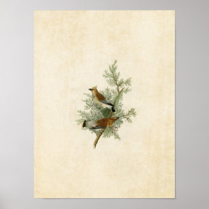 Poster Plaque 43   Oiseau de cèdre   Oiseaux d'Amérique