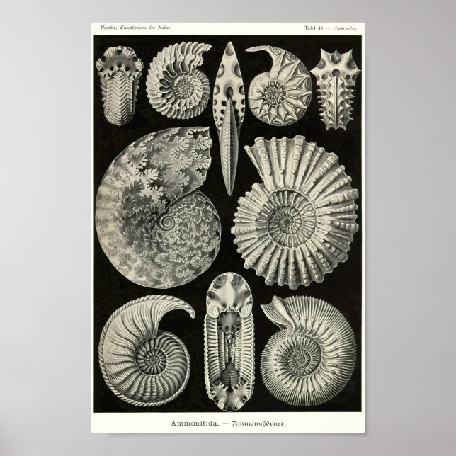 Poster Plaque 44. Ammonitida. (Devant)