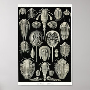 Poster Plaque 47.Aspidonia.