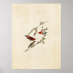 Poster Plaque 4 Purple Finch Oiseaux d'Amérique