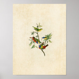 Poster Plaque 53 Finche peinte Oiseaux d'Amérique