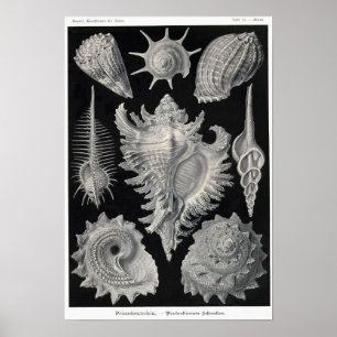 Poster Plaque 53. Prosobranchia.