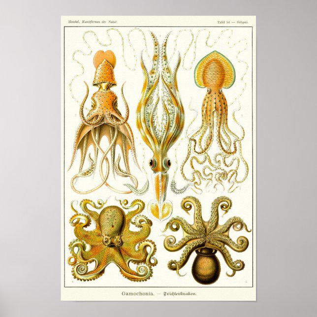 Poster Plaque 54. Gamochonia. (Devant)