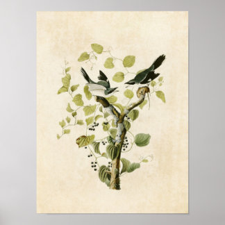 Poster Plaque 57 | Pie-grièche migratrice | Oiseaux d'Amé