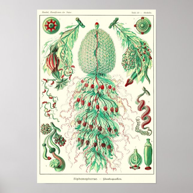 Poster Plaque 59. Coupole de Strobalia. (Devant)