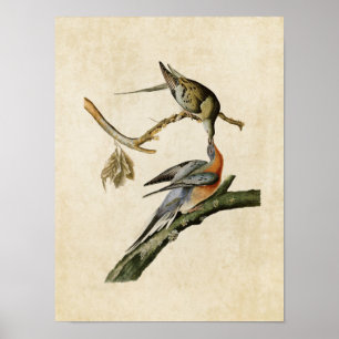 Poster Plaque 62   Pigeon voyageur   Oiseaux d'Amérique