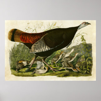 Poster Plaque 6 | Turquie sauvage | Oiseaux d'Amérique