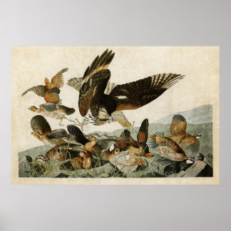 Poster Plaque 76 | Virginie | Oiseaux d'Amérique
