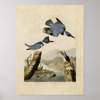 Poster Plaque 77 | Martin-pêcheur Belted | Oiseaux d'Amér