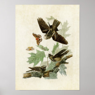 Poster Plaque 82 | Whip-Poor-Will | Oiseaux d'Amérique