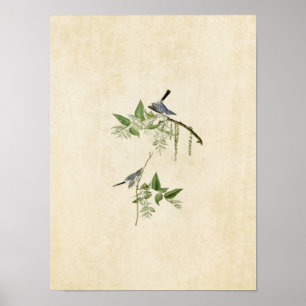 Poster Plaque 84 Moucherolle gris bleu Oiseaux d'Amér