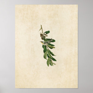 Poster Plaque 85 | Paruline à gorge jaune