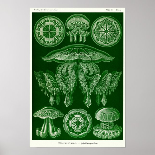 Poster Plaque 88. Mépris. (Devant)